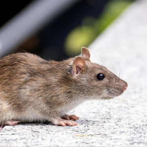 View Amateur Rodenticides